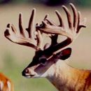 AI Sire - Wilderness Bart