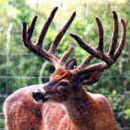AI Sire - Redoy Hoover