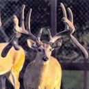 AI Sire - Redoy Remington