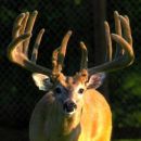 AI Sire - Redoy Weatherby