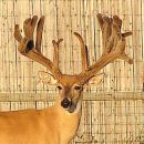 AI Sire - Wilderness Big Guy