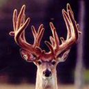 AI Sire - Wilderness Bo