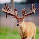 AI Sire - Wilderness Bucky