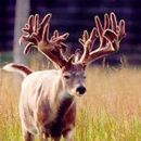 AI Sire - Wilderness Green 36