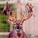 AI Sire - Wilderness Lucky