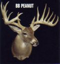 AI Sire - BB Peanut