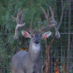 Past Herd Sire - Famous Amos