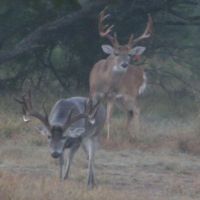 Four Canyons Ranch - Various Bucks