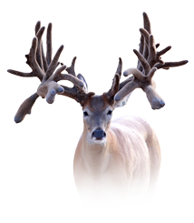 Four Canyons Ranch Texas Whitetails - Raging Bull Breeder Buck