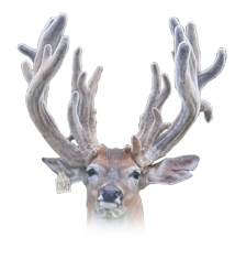 Four Canyons Ranch Texas Whitetails - Sir Prize Breeder Buck